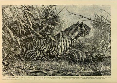 Reproducción/Reproduction 6220672892: Brehm's Life of animals : Volume 1, Mammalia Chicago :Marquis,1895