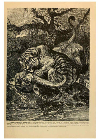 Reproducción/Reproduction 6220152145: Brehm's Life of animals : Volume 1, Mammalia Chicago :Marquis,1895