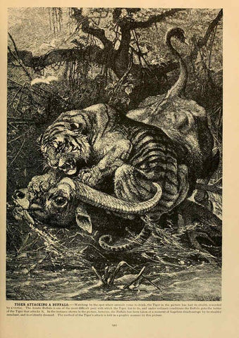 Reproducción/Reproduction 6220152145: Brehm's Life of animals : Volume 1, Mammalia Chicago :Marquis,1895