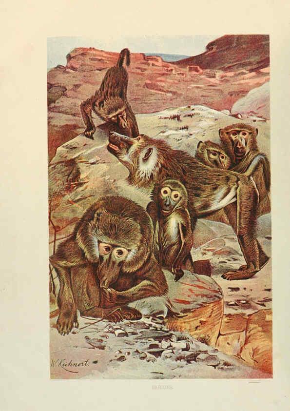 Reproducción/Reproduction 6220670826: Brehm's Life of animals : Volume 1, Mammalia Chicago :Marquis,1895