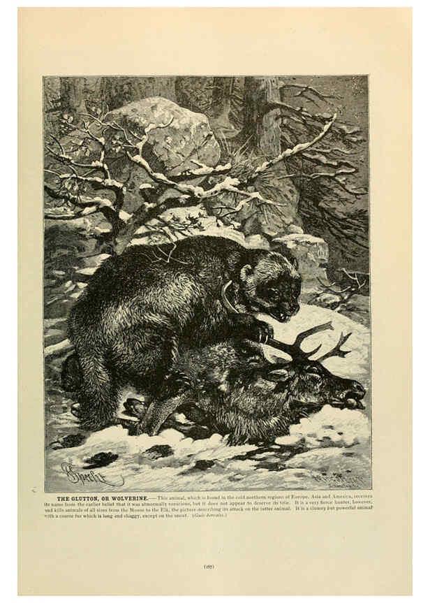 Reproducción/Reproduction 6220159491: Brehm's Life of animals : Volume 1, Mammalia Chicago :Marquis,1895