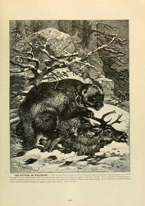 Reproducción/Reproduction 6220159491: Brehm's Life of animals : Volume 1, Mammalia Chicago :Marquis,1895