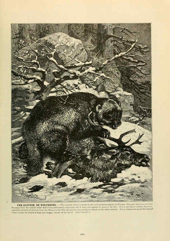Reproducción/Reproduction 6220159491: Brehm's Life of animals : Volume 1, Mammalia Chicago :Marquis,1895
