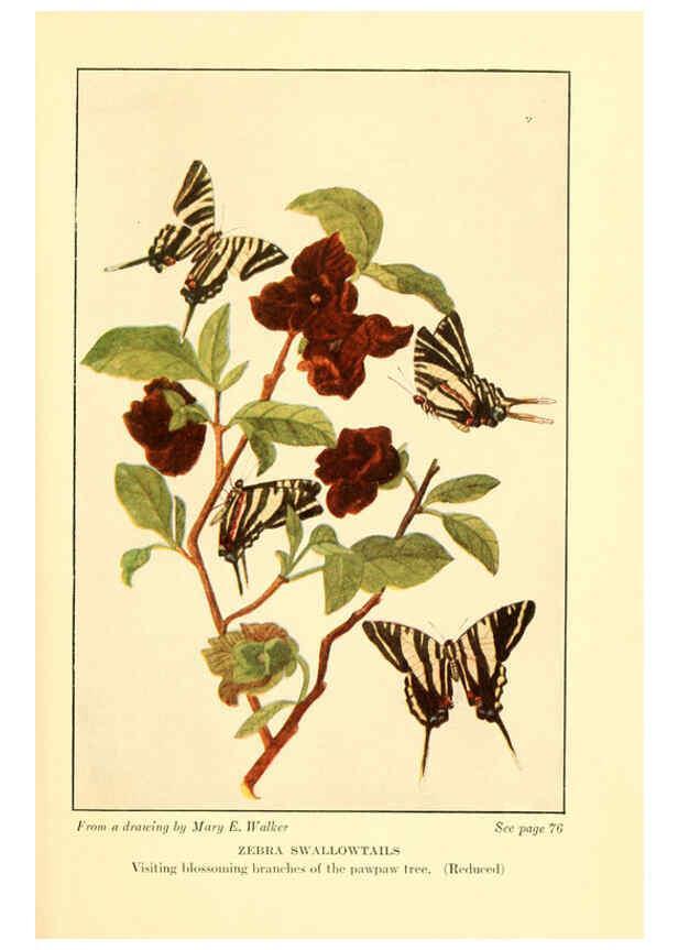 Reproducción/Reproduction 6220006795: ...Butterflies worth knowing Garden City, New York,Doubleday, Page & company[c1917] 