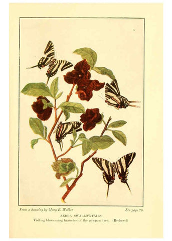 Reproducción/Reproduction 6220006795: ...Butterflies worth knowing Garden City, New York,Doubleday, Page & company[c1917] 