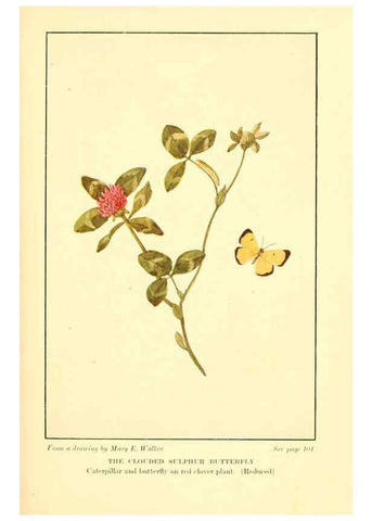Reproducción/Reproduction 6220527874: ...Butterflies worth knowing Garden City, New York,Doubleday, Page & company[c1917] 