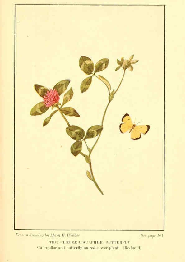 Reproducción/Reproduction 6220527874: ...Butterflies worth knowing Garden City, New York,Doubleday, Page & company[c1917] 