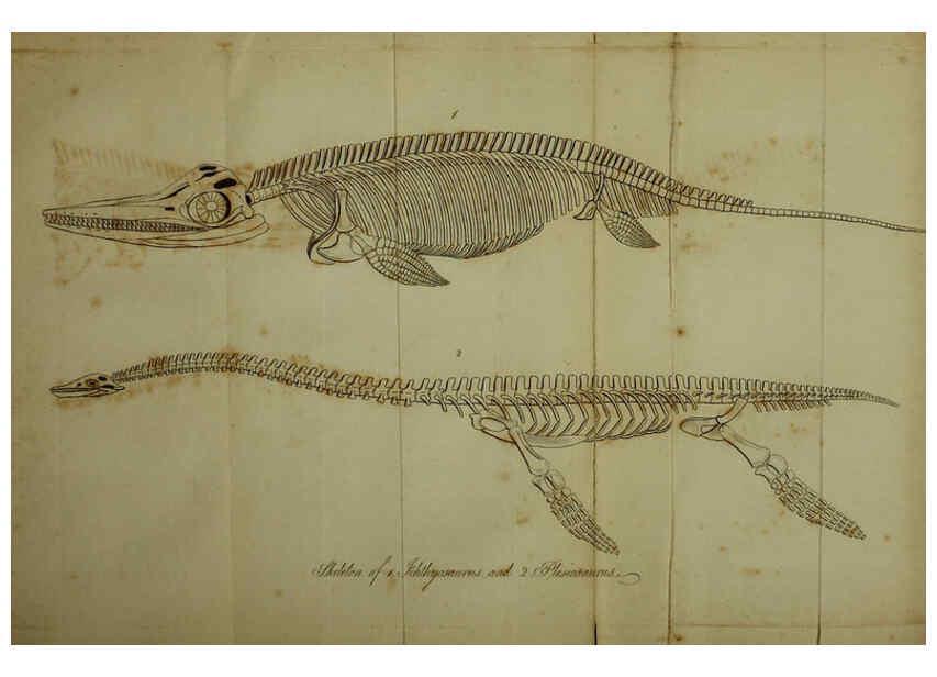 Reproducción/Reproduction 6217533564: The fossil remains of the animal kingdom London :Whittaker, Treacher,1830