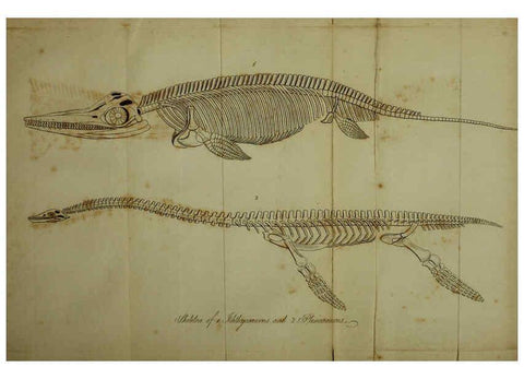 Reproducción/Reproduction 6217533564: The fossil remains of the animal kingdom London :Whittaker, Treacher,1830