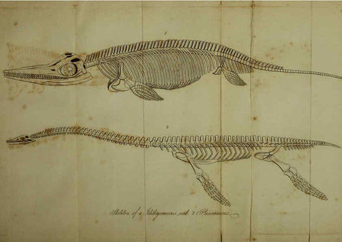 Reproducción/Reproduction 6217533564: The fossil remains of the animal kingdom London :Whittaker, Treacher,1830