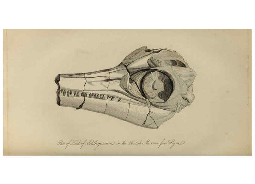 Reproducción/Reproduction 6217533744: The fossil remains of the animal kingdom London :Whittaker, Treacher,1830