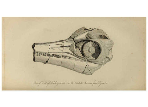 Reproducción/Reproduction 6217533744: The fossil remains of the animal kingdom London :Whittaker, Treacher,1830