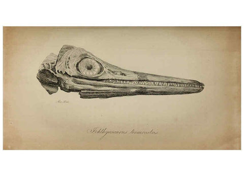 Reproducción/Reproduction 6217533926: The fossil remains of the animal kingdom London :Whittaker, Treacher,1830