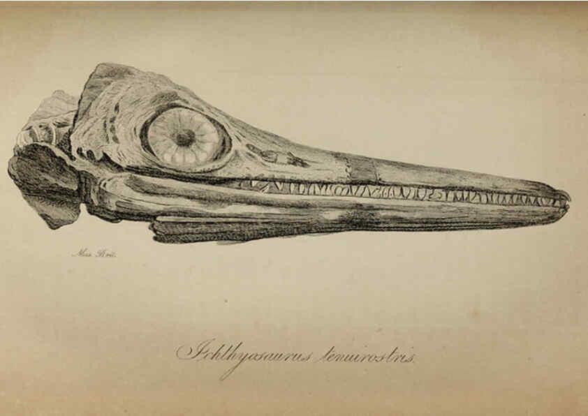 Reproducción/Reproduction 6217533926: The fossil remains of the animal kingdom London :Whittaker, Treacher,1830