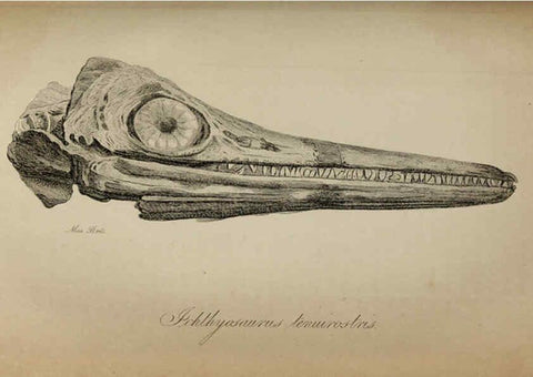 Reproducción/Reproduction 6217533926: The fossil remains of the animal kingdom London :Whittaker, Treacher,1830