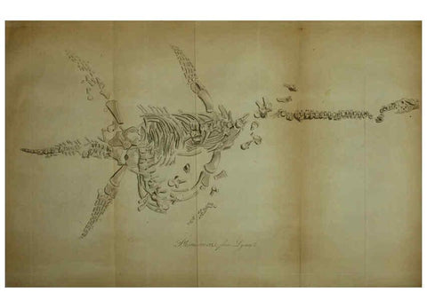 Reproducción/Reproduction 6217534124: The fossil remains of the animal kingdom London :Whittaker, Treacher,1830