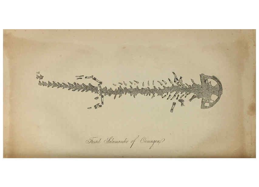 Reproducción/Reproduction 6217534310: The fossil remains of the animal kingdom London :Whittaker, Treacher,1830