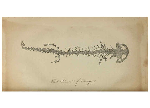 Reproducción/Reproduction 6217534310: The fossil remains of the animal kingdom London :Whittaker, Treacher,1830