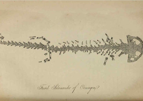 Reproducción/Reproduction 6217534310: The fossil remains of the animal kingdom London :Whittaker, Treacher,1830