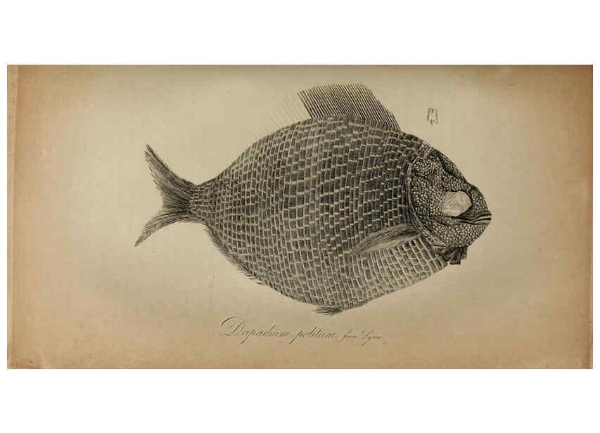 Reproducción/Reproduction 6217015809: The fossil remains of the animal kingdom London :Whittaker, Treacher,1830