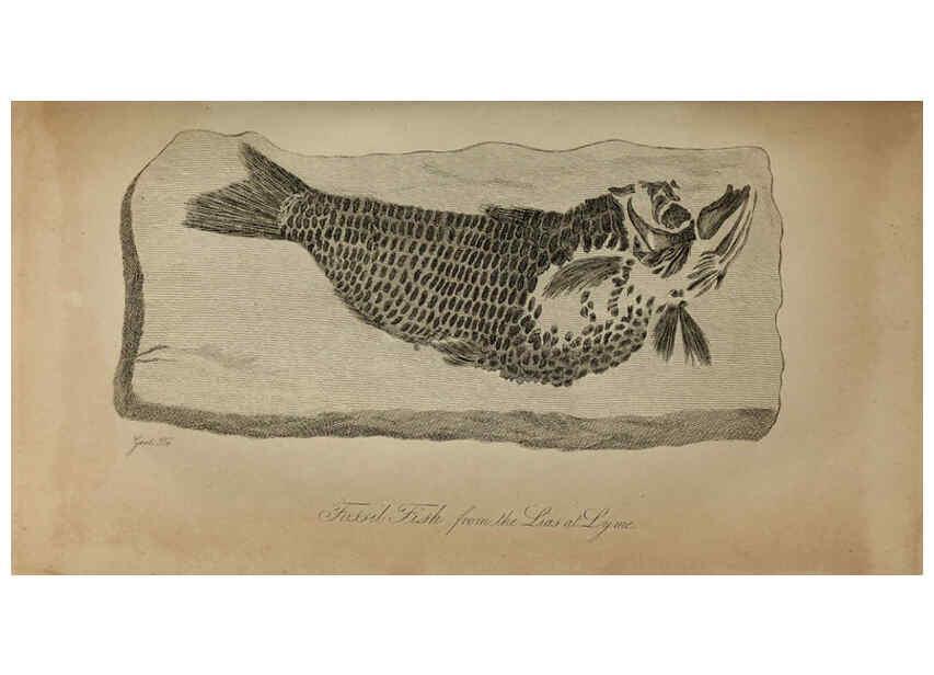 Reproducción/Reproduction 6217534664: The fossil remains of the animal kingdom London :Whittaker, Treacher,1830