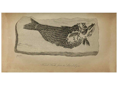 Reproducción/Reproduction 6217534664: The fossil remains of the animal kingdom London :Whittaker, Treacher,1830