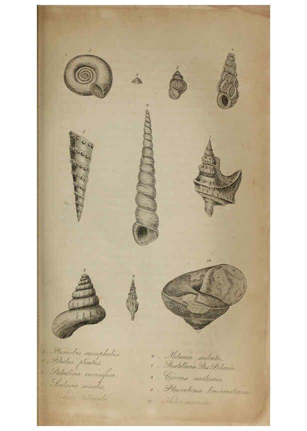 Reproducción/Reproduction 6217555908: The fossil remains of the animal kingdom London :Whittaker, Treacher,1830