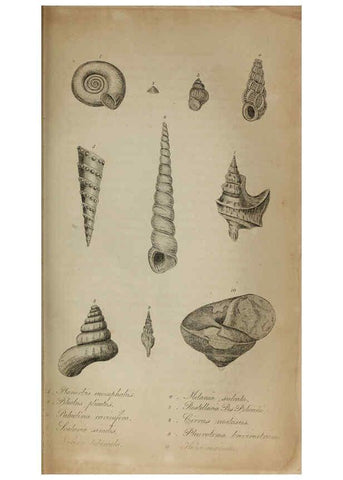 Reproducción/Reproduction 6217555908: The fossil remains of the animal kingdom London :Whittaker, Treacher,1830