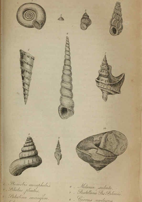 Reproducción/Reproduction 6217555908: The fossil remains of the animal kingdom London :Whittaker, Treacher,1830
