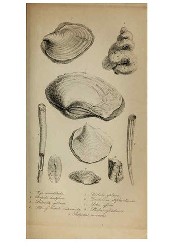Reproducción/Reproduction 6217556362: The fossil remains of the animal kingdom London :Whittaker, Treacher,1830
