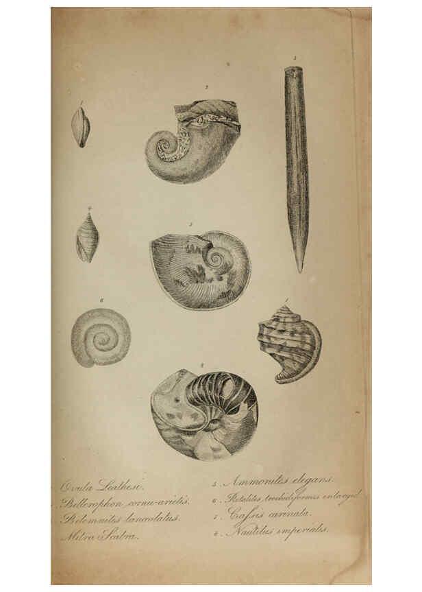 Reproducción/Reproduction 6217037755: The fossil remains of the animal kingdom London :Whittaker, Treacher,1830