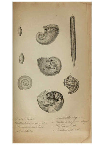 Reproducción/Reproduction 6217037755: The fossil remains of the animal kingdom London :Whittaker, Treacher,1830