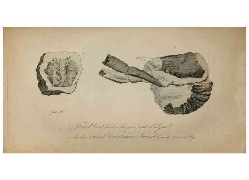 Reproducción/Reproduction 6217556926: The fossil remains of the animal kingdom London :Whittaker, Treacher,1830