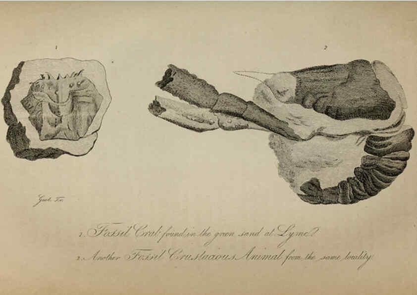Reproducción/Reproduction 6217556926: The fossil remains of the animal kingdom London :Whittaker, Treacher,1830
