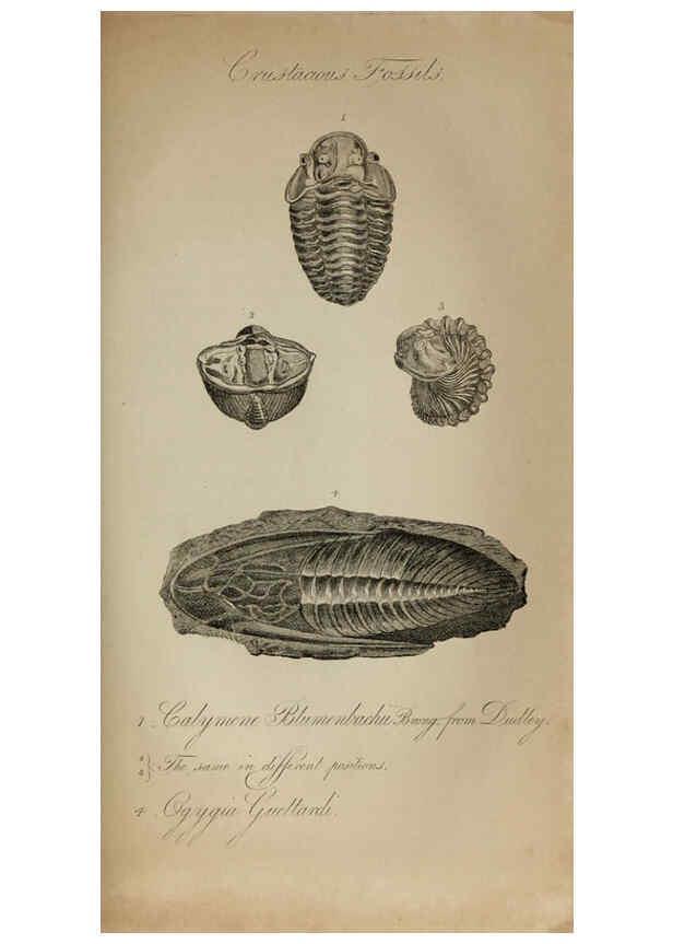 Reproducción/Reproduction 6217557114: The fossil remains of the animal kingdom London :Whittaker, Treacher,1830
