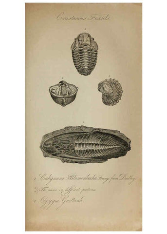 Reproducción/Reproduction 6217557114: The fossil remains of the animal kingdom London :Whittaker, Treacher,1830