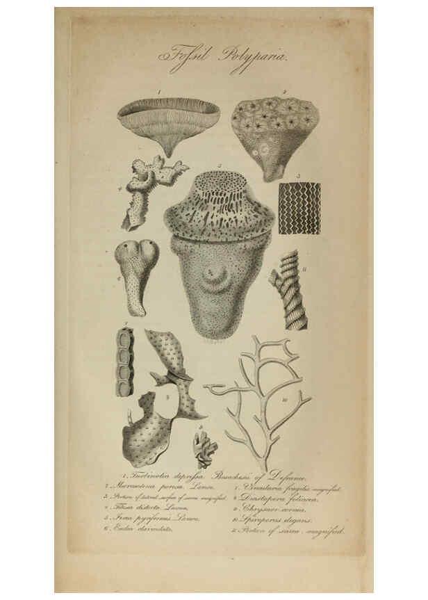 Reproducción/Reproduction 6217038271: The fossil remains of the animal kingdom London :Whittaker, Treacher,1830