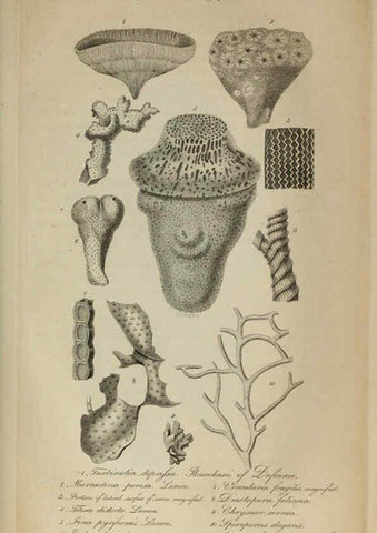 Reproducción/Reproduction 6217038271: The fossil remains of the animal kingdom London :Whittaker, Treacher,1830