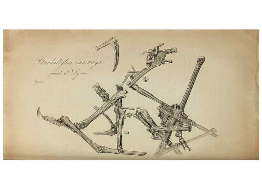 Reproducción/Reproduction 6217533360: The fossil remains of the animal kingdom London :Whittaker, Treacher,1830