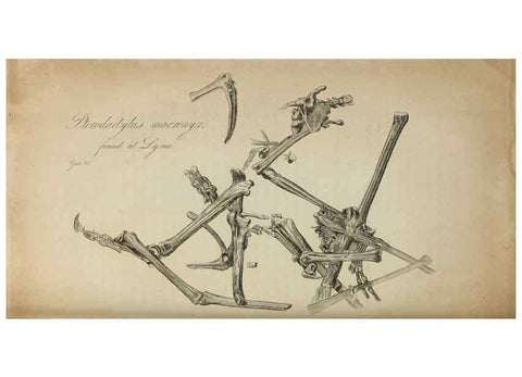 Reproducción/Reproduction 6217533360: The fossil remains of the animal kingdom London :Whittaker, Treacher,1830