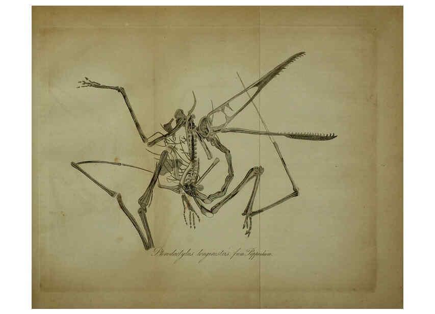 Reproducción/Reproduction 6217014575: The fossil remains of the animal kingdom London :Whittaker, Treacher,1830
