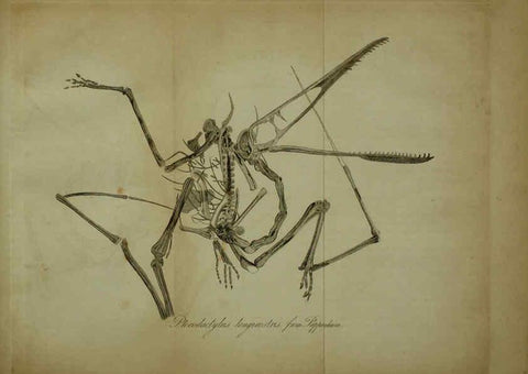 Reproducción/Reproduction 6217014575: The fossil remains of the animal kingdom London :Whittaker, Treacher,1830