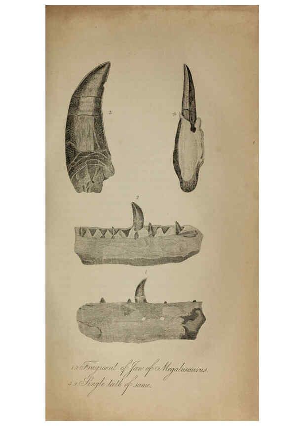 Reproducción/Reproduction 6217533024: The fossil remains of the animal kingdom London :Whittaker, Treacher,1830
