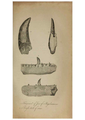 Reproducción/Reproduction 6217533024: The fossil remains of the animal kingdom London :Whittaker, Treacher,1830