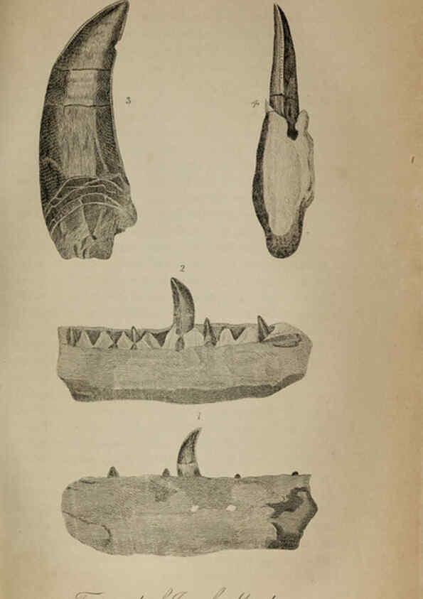 Reproducción/Reproduction 6217533024: The fossil remains of the animal kingdom London :Whittaker, Treacher,1830