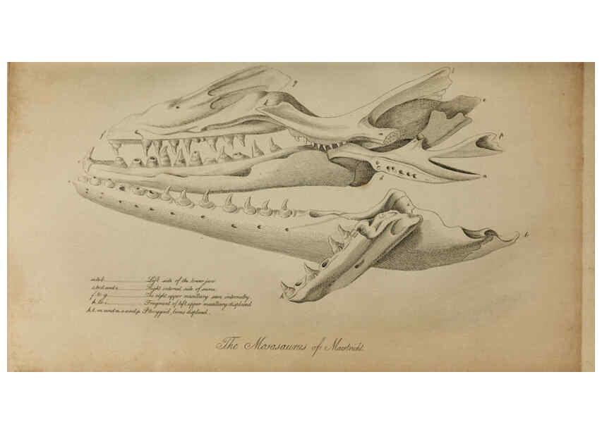 Reproducción/Reproduction 6217014195: The fossil remains of the animal kingdom London :Whittaker, Treacher,1830