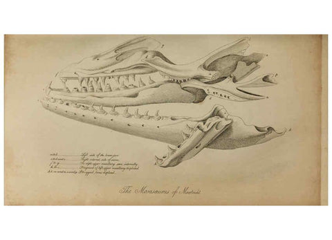 Reproducción/Reproduction 6217014195: The fossil remains of the animal kingdom London :Whittaker, Treacher,1830