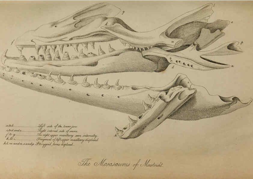 Reproducción/Reproduction 6217014195: The fossil remains of the animal kingdom London :Whittaker, Treacher,1830