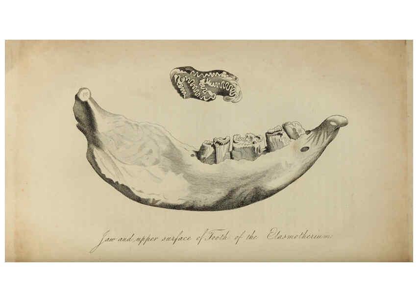 Reproducción/Reproduction 6217529516: The fossil remains of the animal kingdom London :Whittaker, Treacher,1830