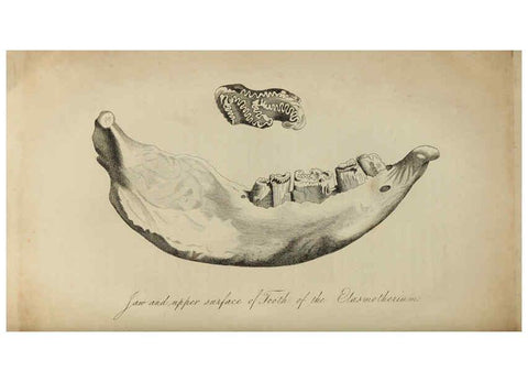 Reproducción/Reproduction 6217529516: The fossil remains of the animal kingdom London :Whittaker, Treacher,1830